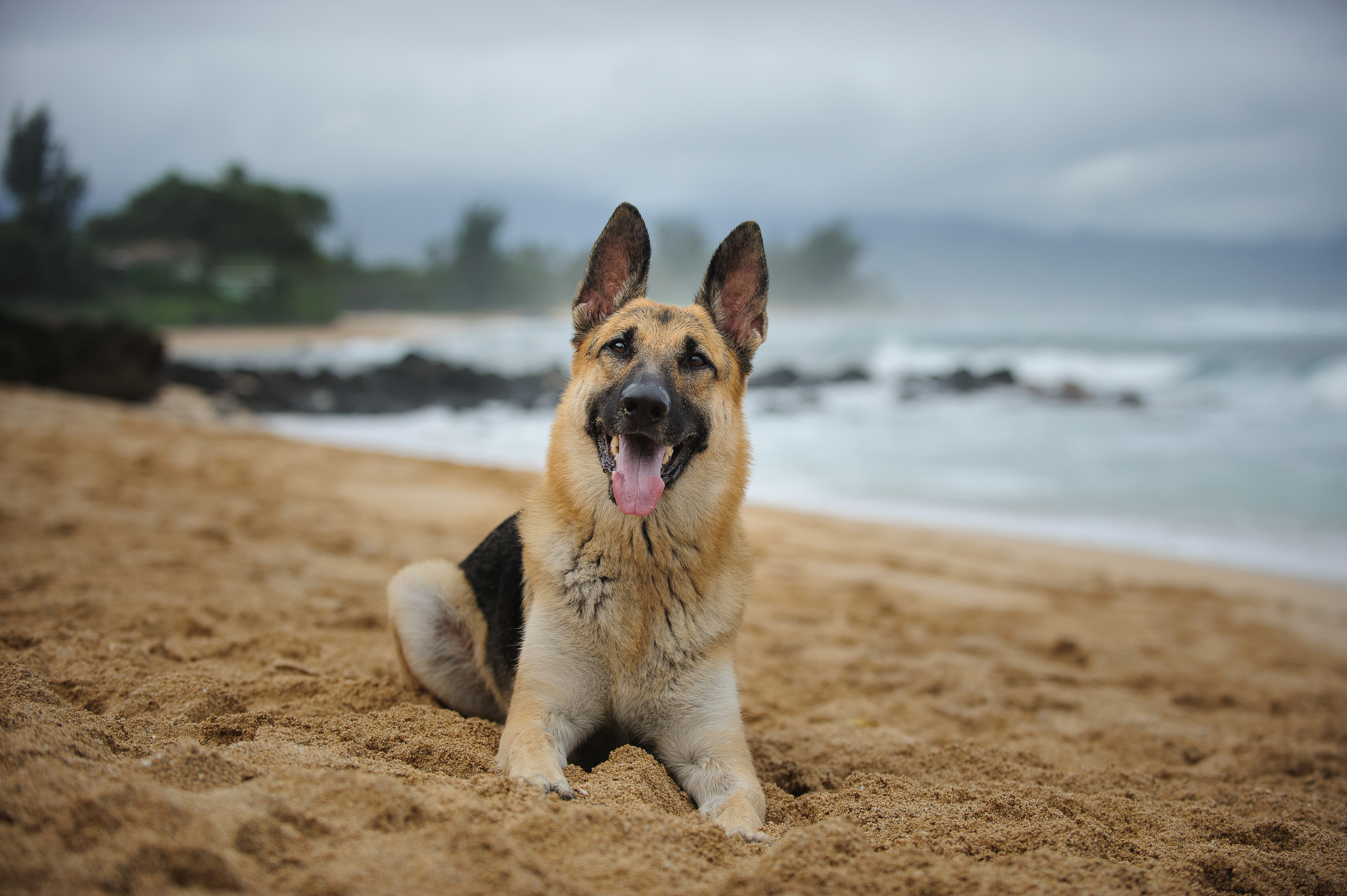 Heard About the Dog Selling a Mansion? It’s Fake