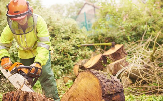 Person cutting a tree with a chainsaw