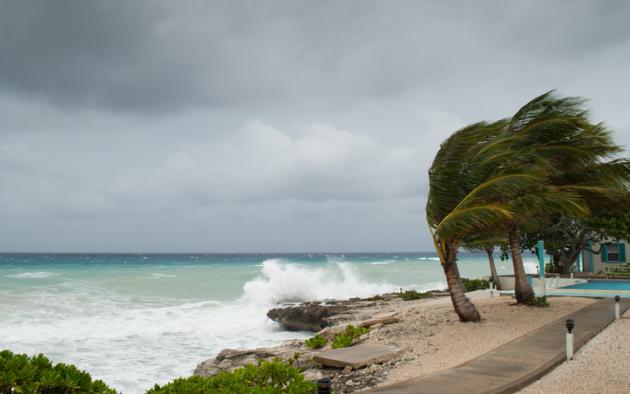 Palm trees blowing at beach with storm surge