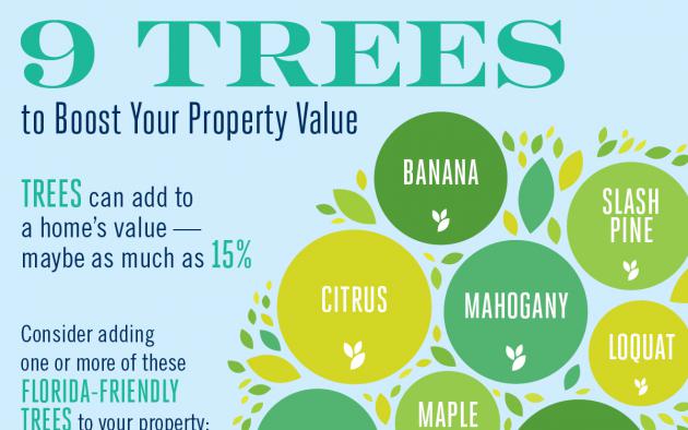 9 Trees to Boost Your Property Value infographic