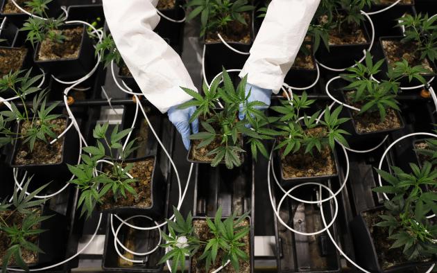 arms in labcoat holding marijuana plant