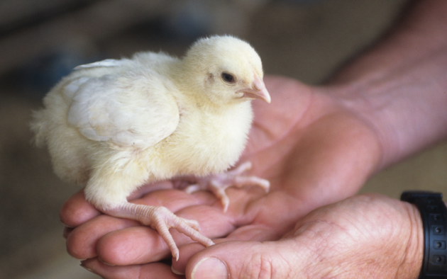 Man holding a young chicken in his hand