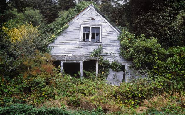 Vacant run-down home half covered in trees
