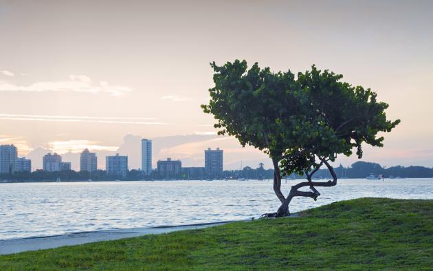 Sarasota, Florida skyline across water with tree in foreground