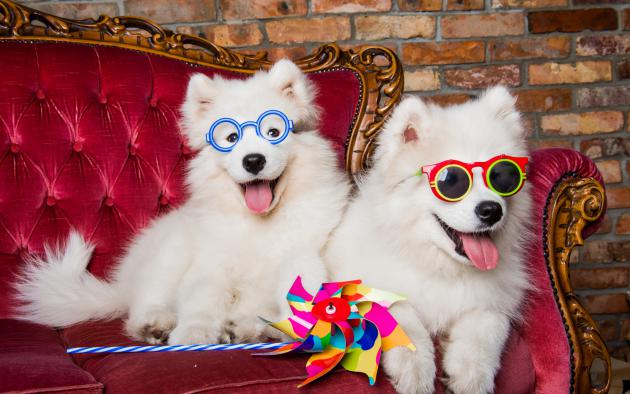 Two white dogs on a couch, wearing sunglasses and holding a wind toy
