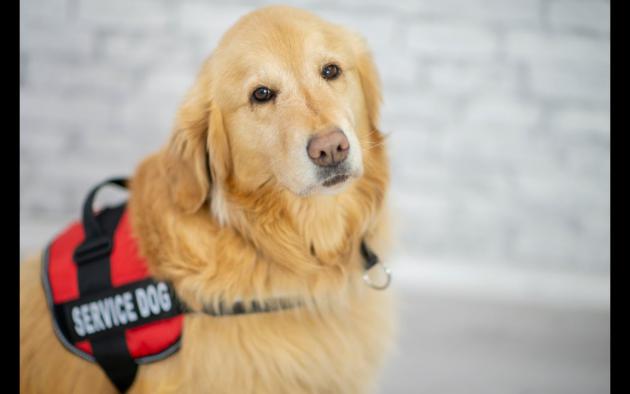 emotional support animal law what s it all mean florida realtors