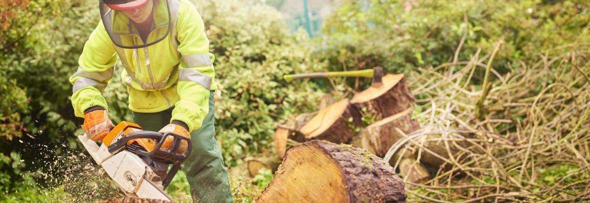 Person cutting a tree with a chainsaw