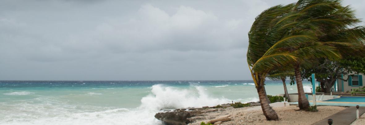 Palm trees blowing at beach with storm surge