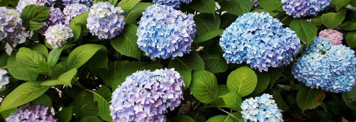 hydrangeas blooming on bush