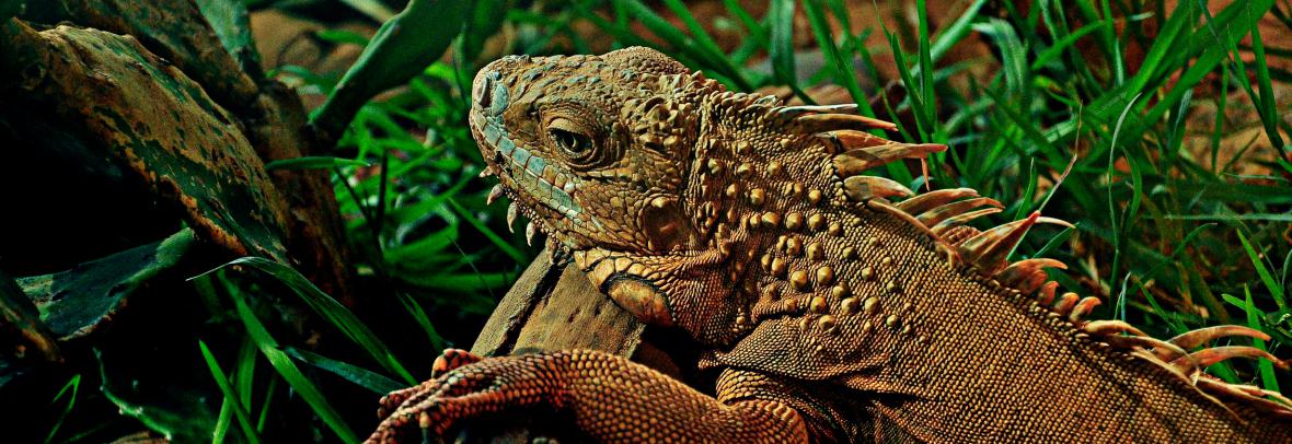 green brown iguana on a branch in grass