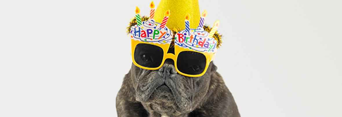 photo of a French bulldog with sunglasses that say Happy Birthday