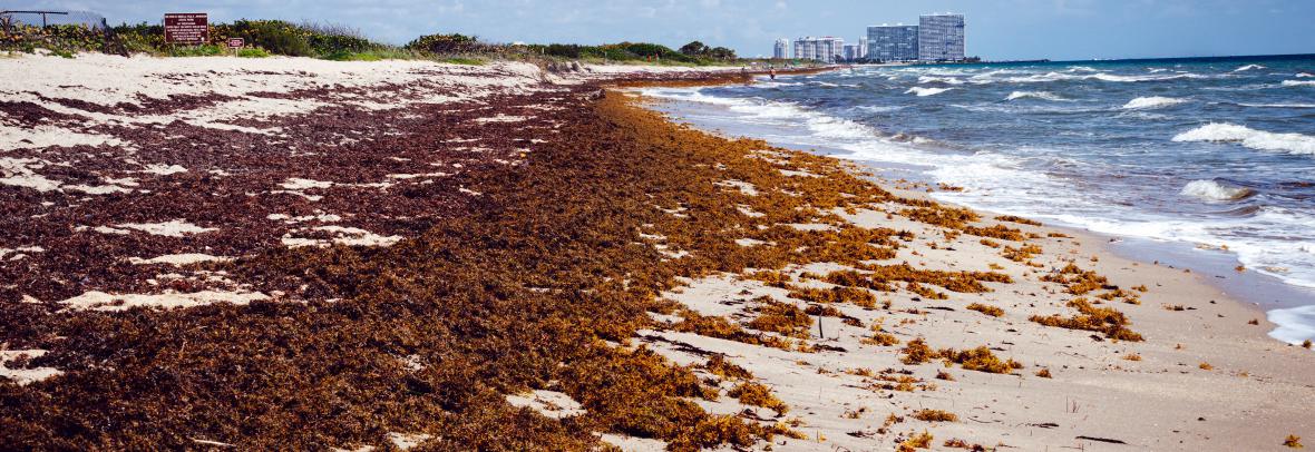 Florida beach covered with atlantic sargassum seaweed