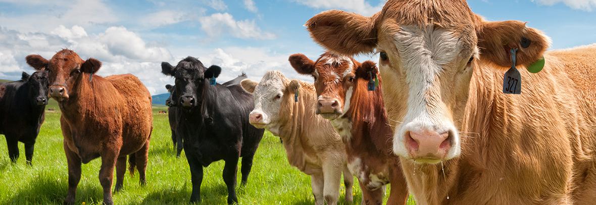 a line of cows looking at camera