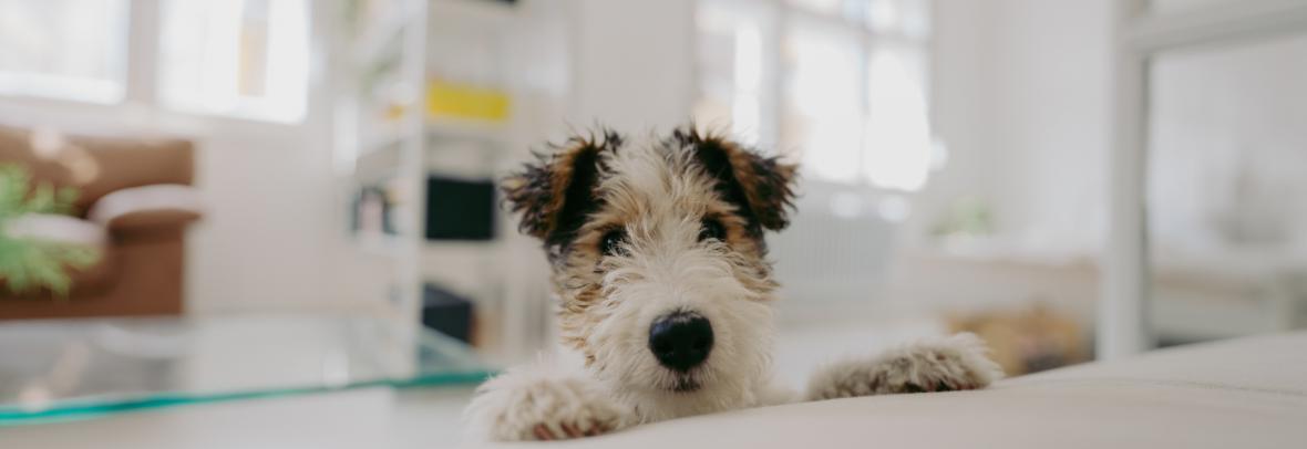 Photo of a curious little puppy trying to climb up the bed