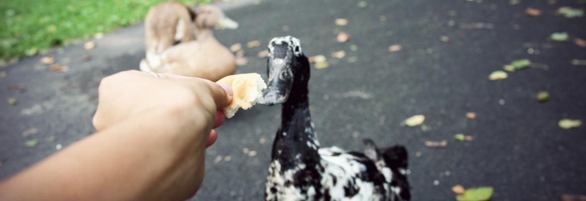 Point of view of arm reaching out to feed bread to a duck