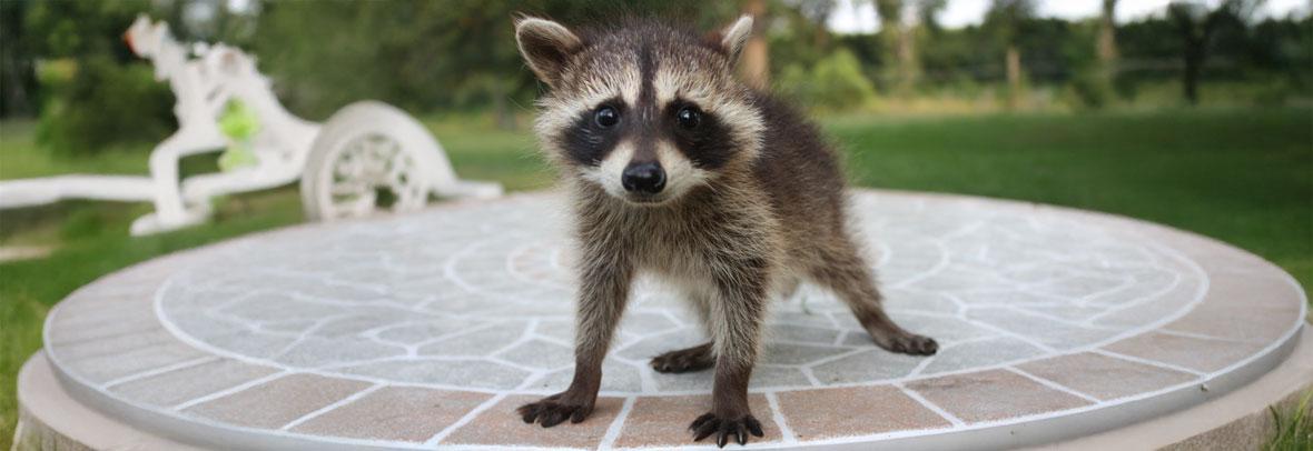 Raccoon on pavement