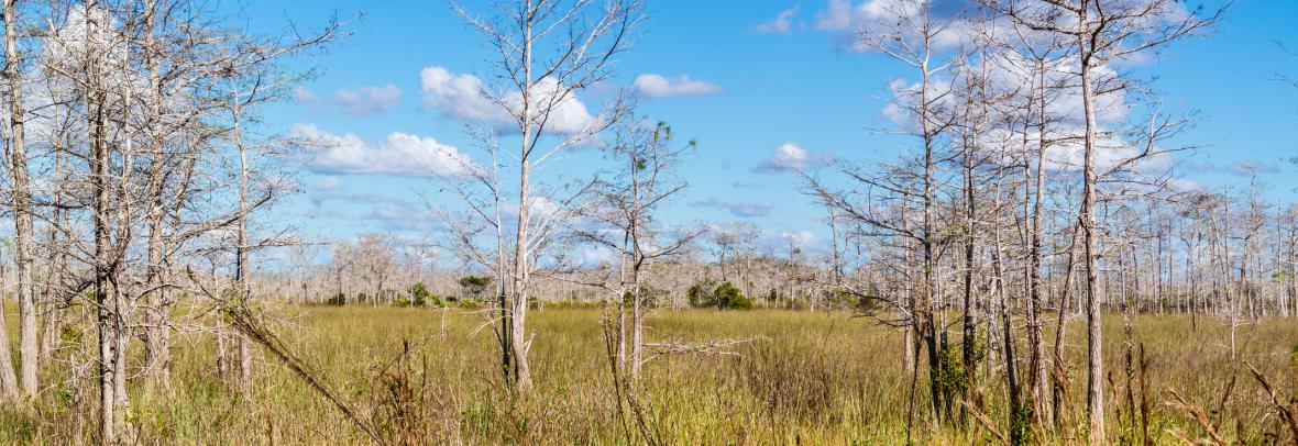 Swamp with grass and dead trees along Loop Road in Big Cypress National Preserve, Everglades, Florida, USA