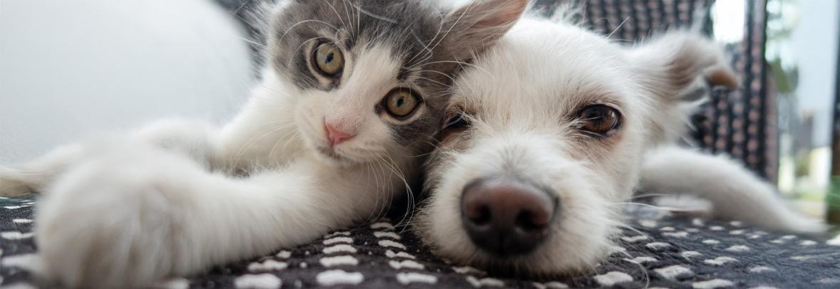 puppy and kitten being cute