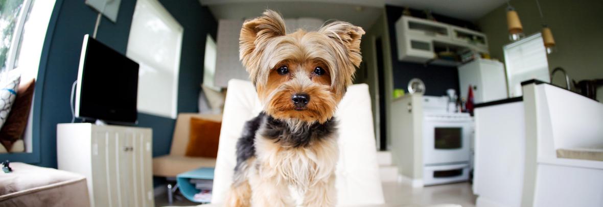 dog on chair