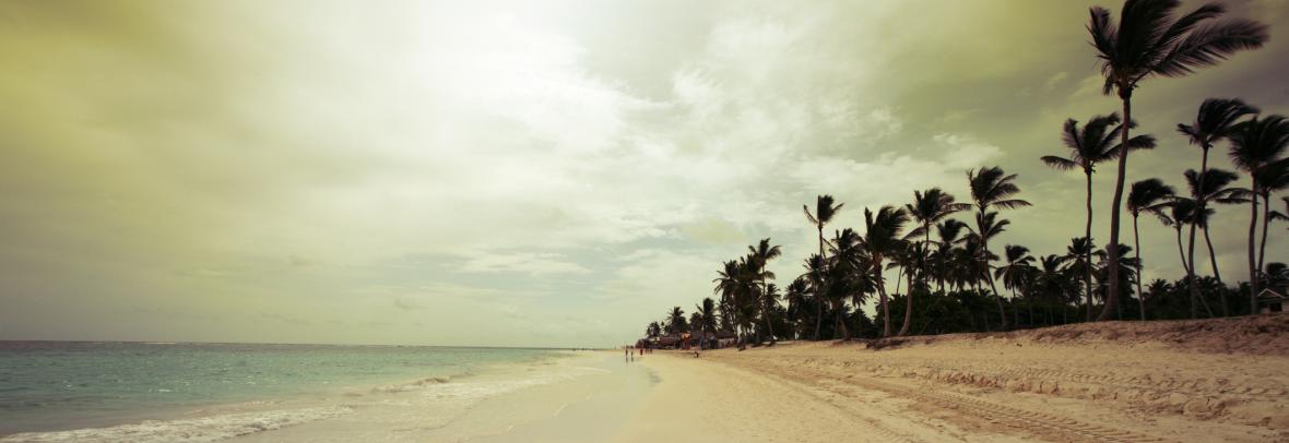 palm trees beach