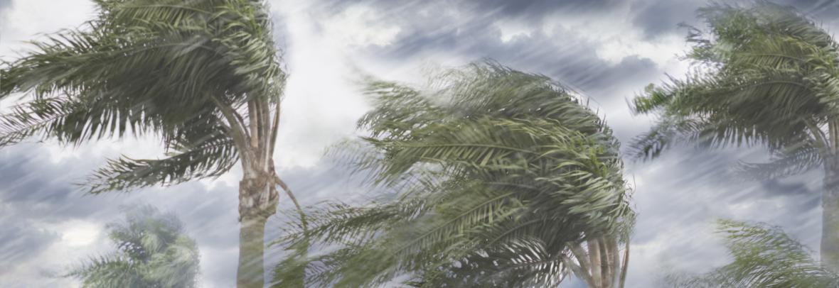 palm trees in storm