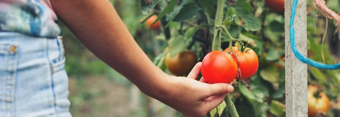 woman holding a tomato attached to a plant