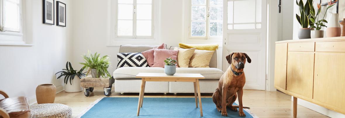 Dog sitting on living room floor