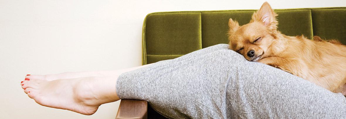 Dog resting on woman's legs on couch