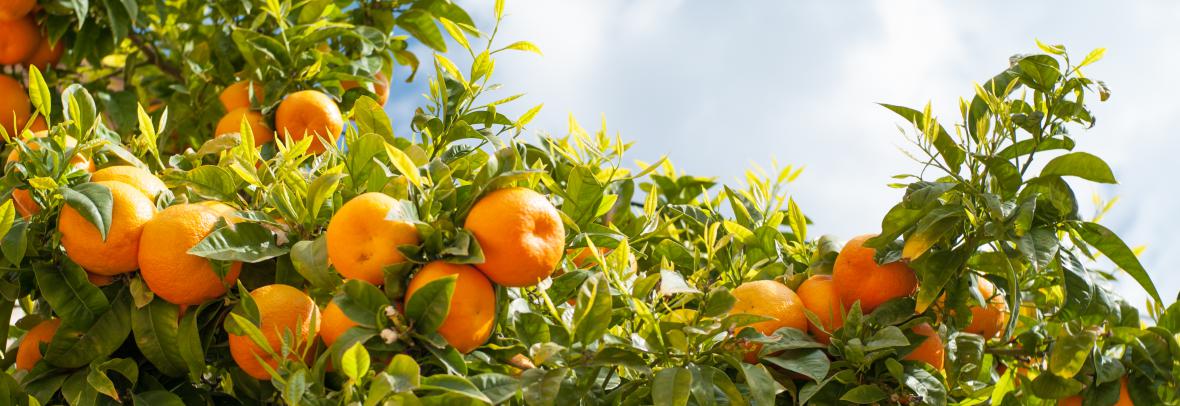orange trees