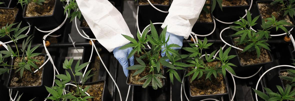 arms in labcoat holding marijuana plant