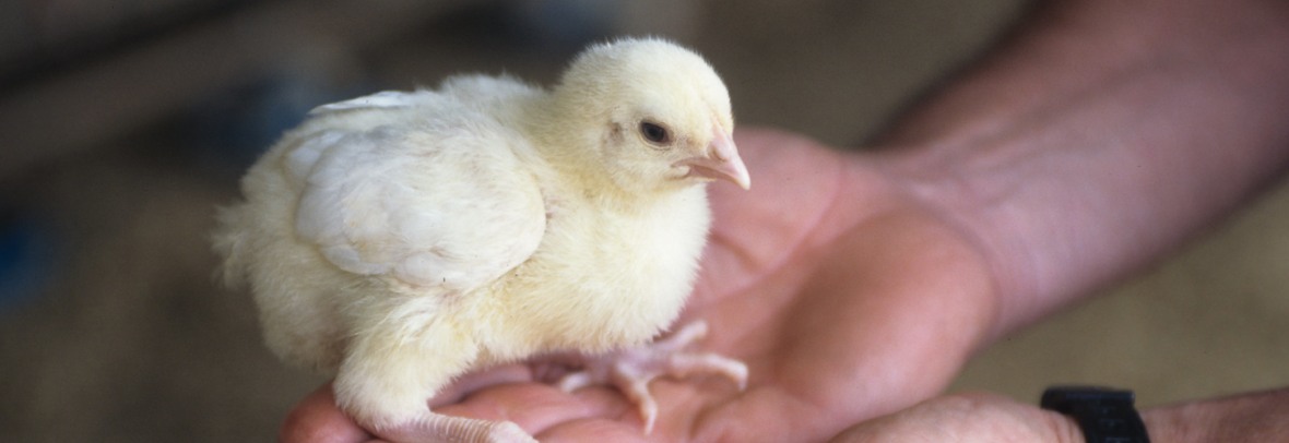 Man holding a young chicken in his hand