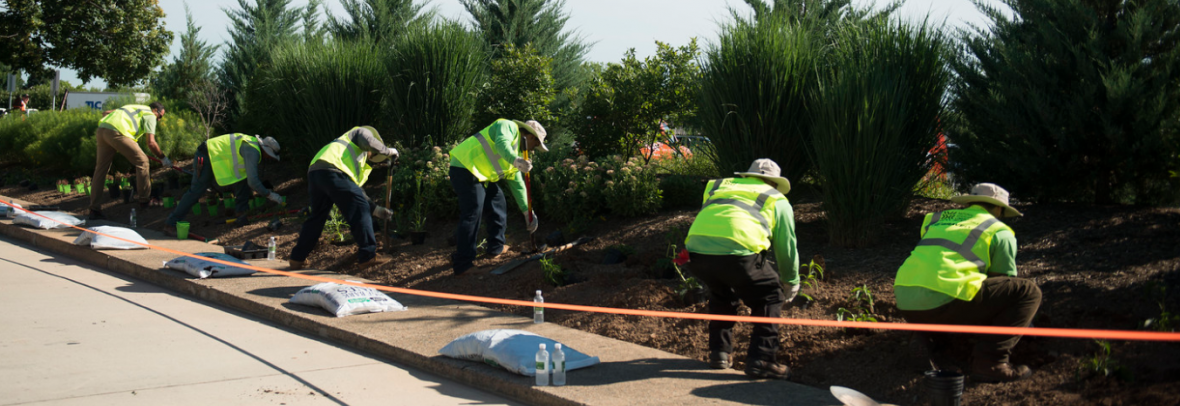 Volunteers plant trees at Arlington National Cemetery