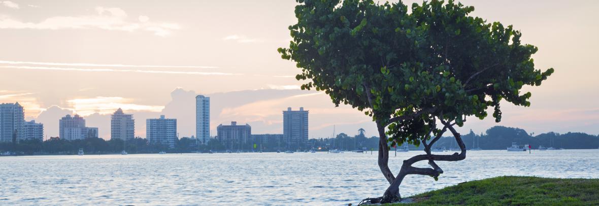Sarasota, Florida skyline across water with tree in foreground