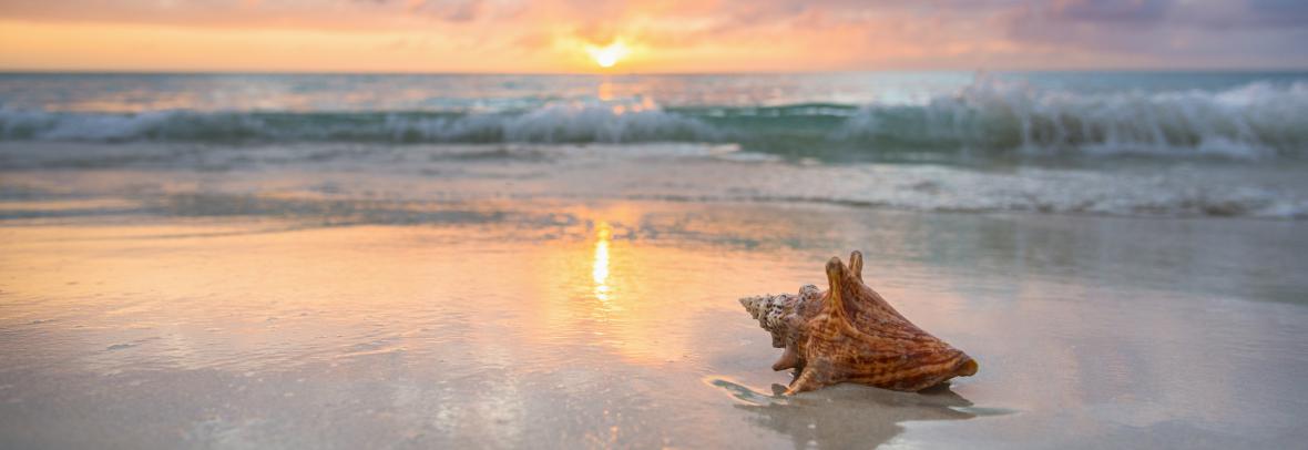 Large seashells on the beach with an ocean sunset in the background