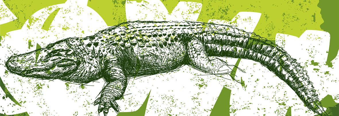 Illustration of an alligator in green on a distressed background