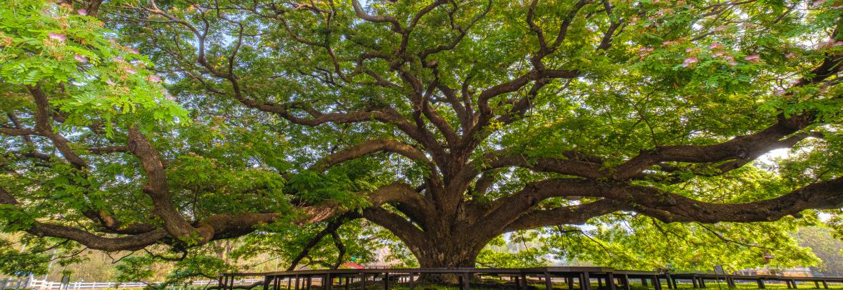 A massive tree with arching branches in a yard