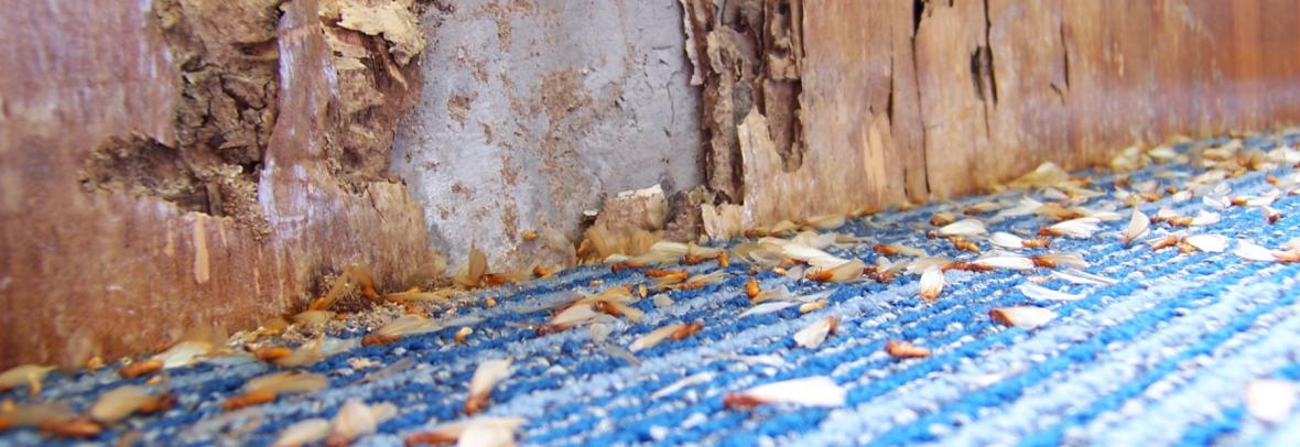 Wood wall damaged by termites