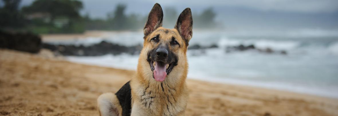 A German Shepard plays on the beach