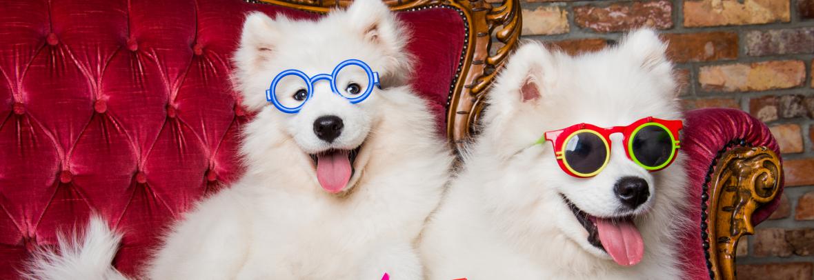 Two white dogs on a couch, wearing sunglasses and holding a wind toy