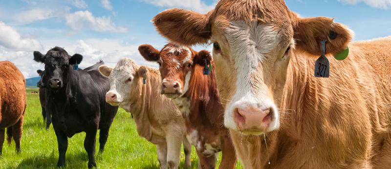 a line of cows looking at camera