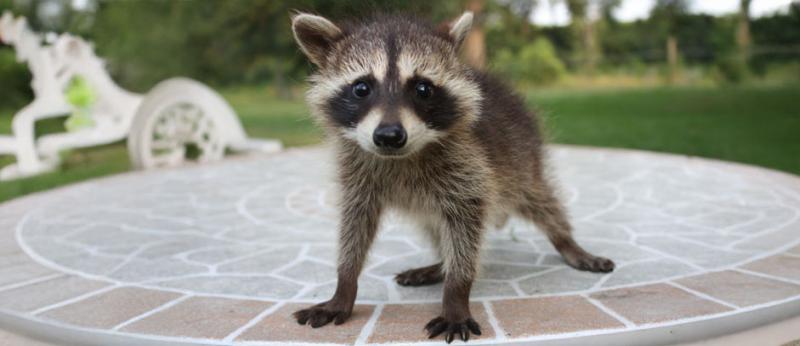 Raccoon on pavement