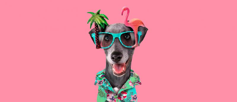 dog dressed in Hawaiian shirt with pink flamingo glasses