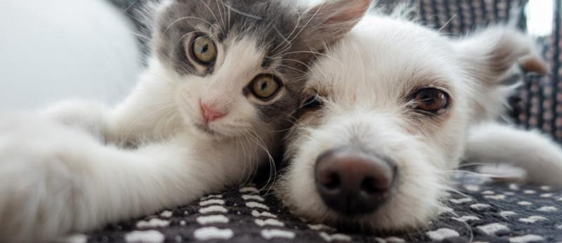 puppy and kitten being cute