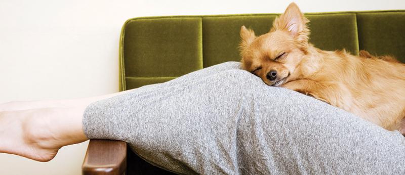 Dog resting on woman's legs on couch