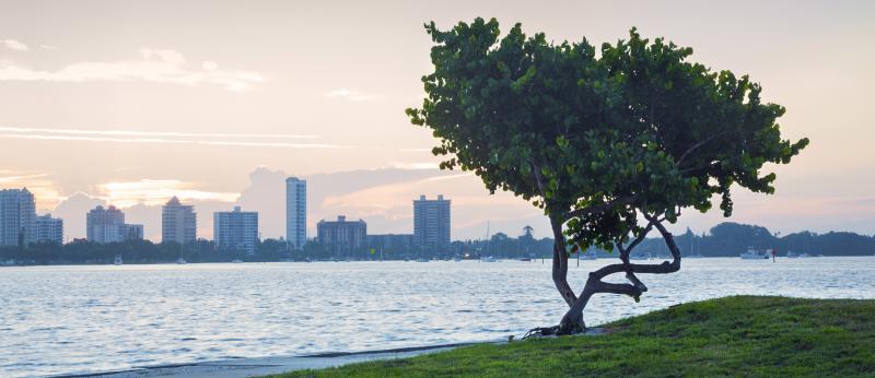 Sarasota, Florida skyline across water with tree in foreground