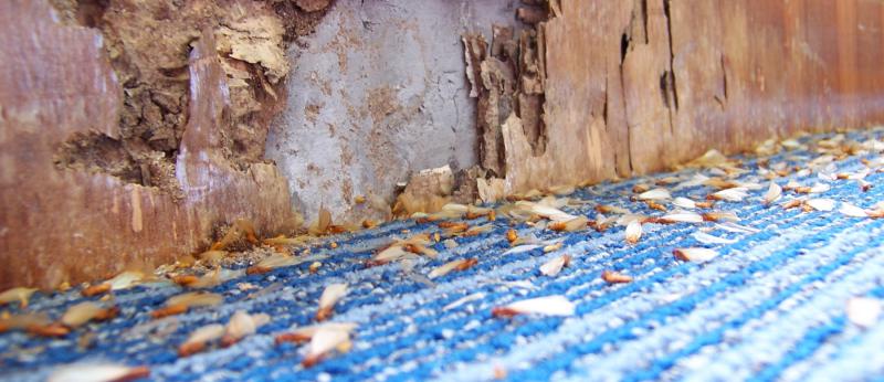 Wood wall damaged by termites