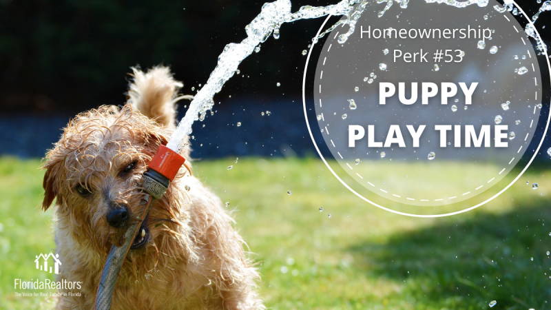 Homeownership Perks Puppy Play Time