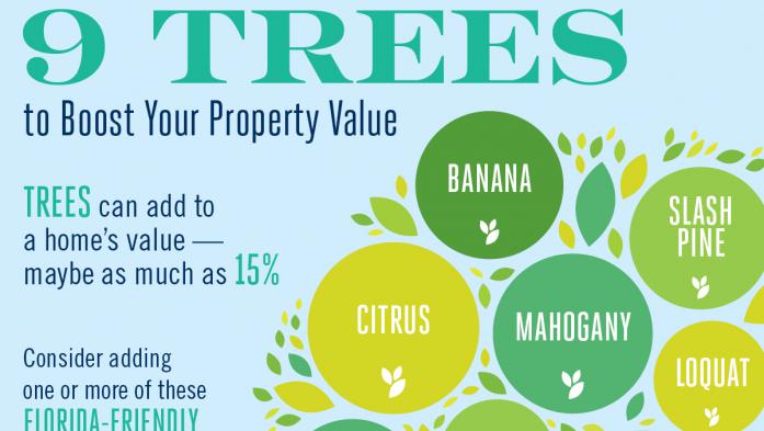 9 Trees to Boost Your Property Value infographic