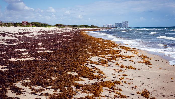 Florida beach covered with atlantic sargassum seaweed