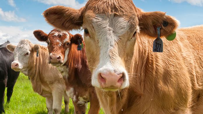 a line of cows looking at camera